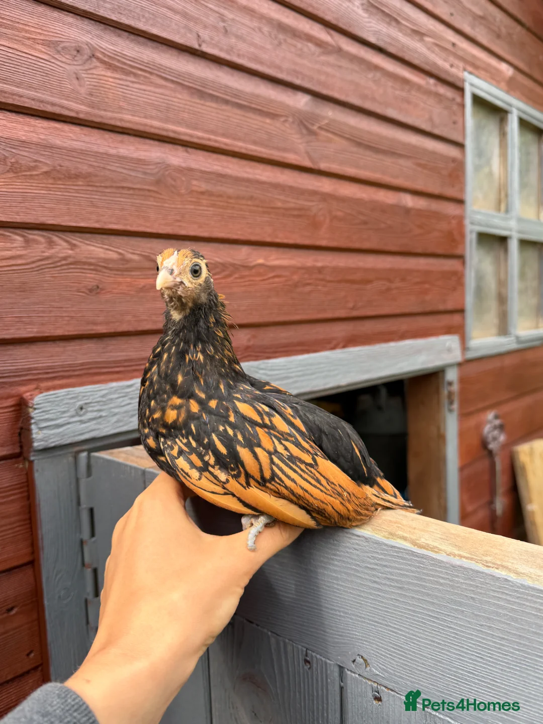 Chickens poultry for sale: Beautiful Sebright Chicken Pair - Advert 4