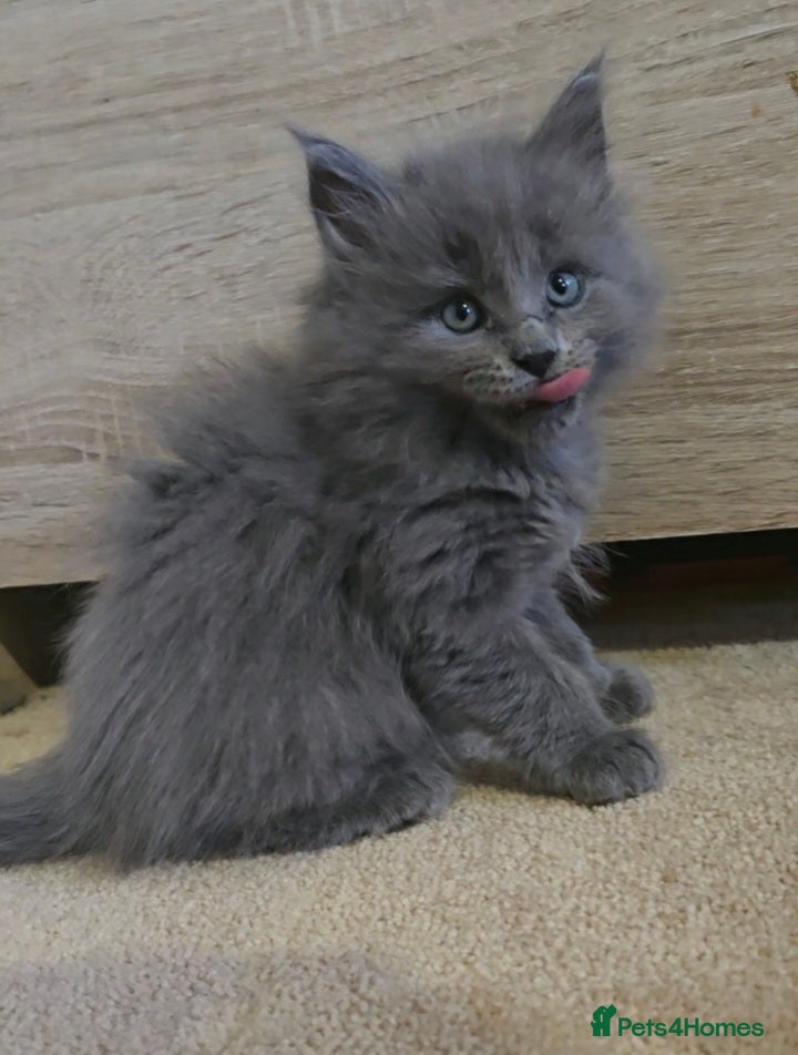 Maine Coon cats Maine Coon Kittens reservation  - Advert 9