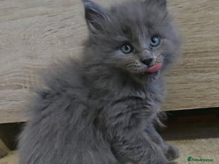 Maine Coon cats Maine Coon Kittens reservation - Advert 14