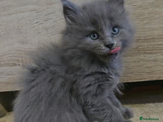 Maine Coon cats Maine Coon Kittens - Advert 11