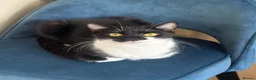 Mixed Breed cats for sale: * 7 BEAUTIFUL KITTENS * 4 FEMALE AND 3 MALE * - Advert 40