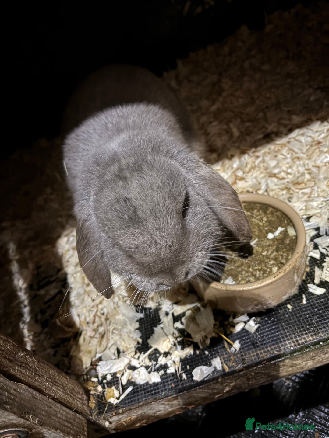 Mini Lop rabbits for sale: Mini lop male rabbits  - Advert 4