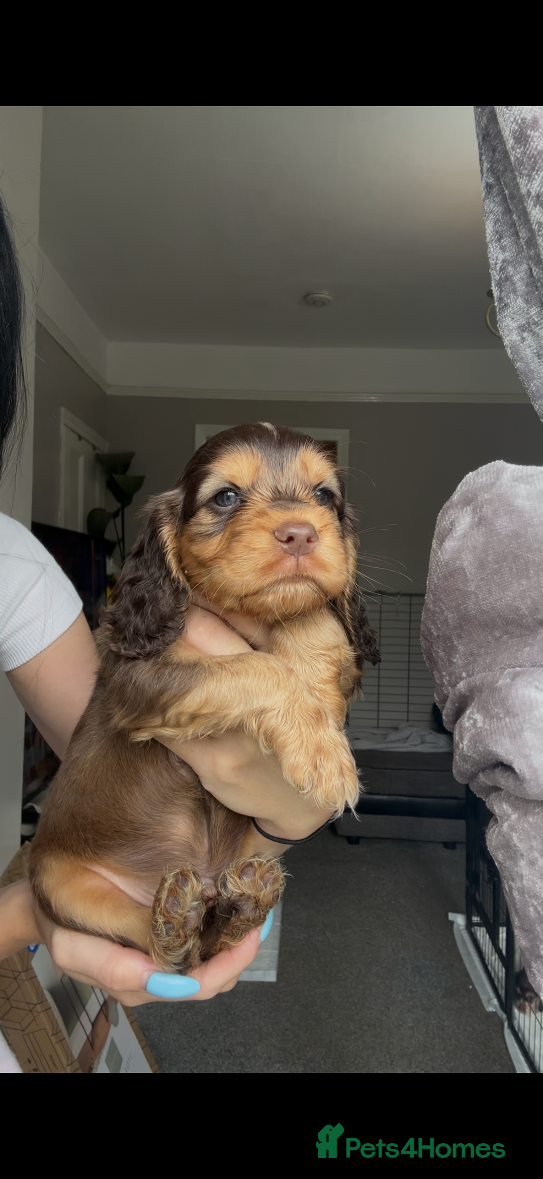 Cocker Spaniel dogs for sale: 7 beautiful chocolate sable cocker spaniels - Image 15