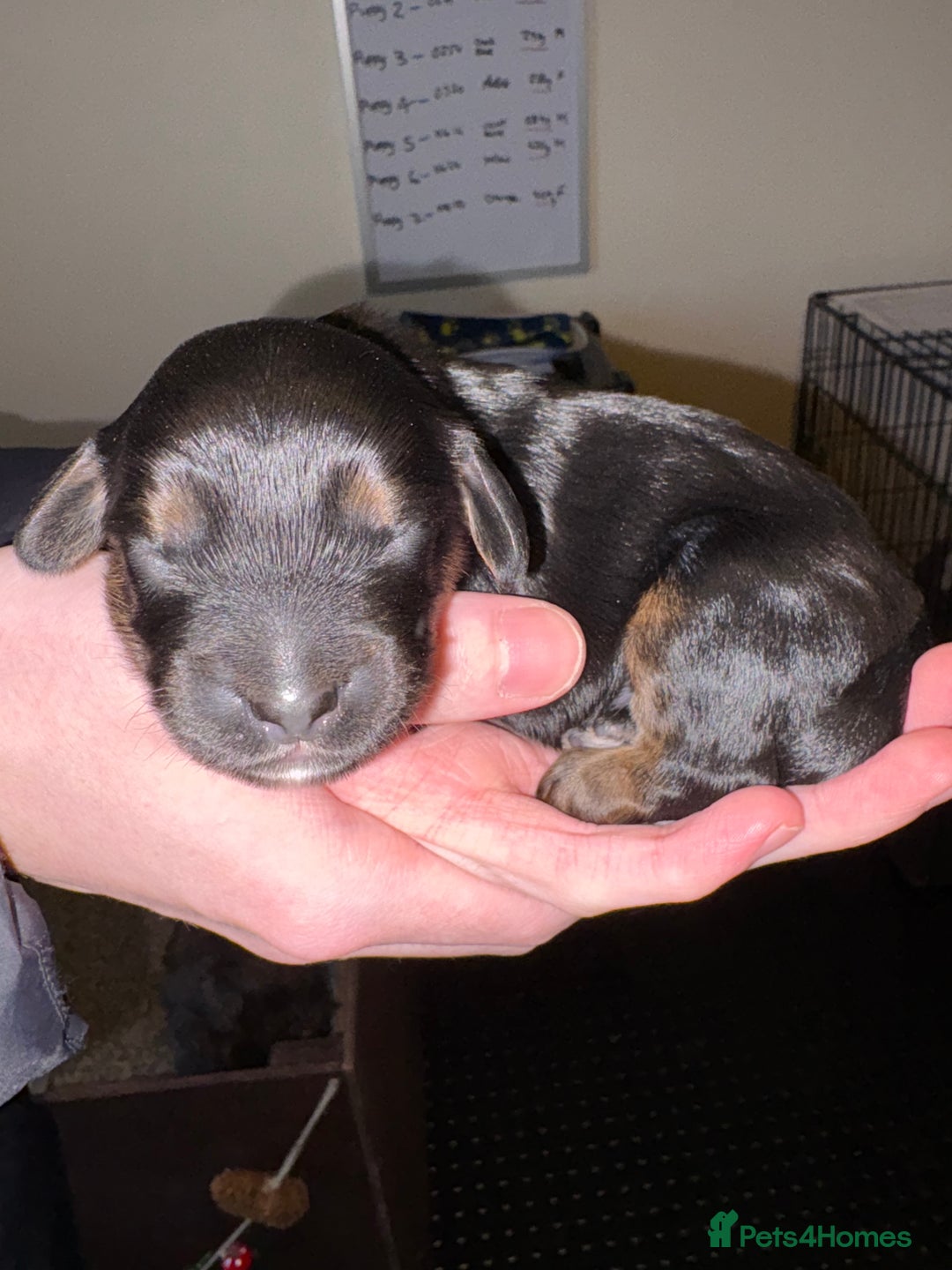 Mixed Breed dogs for sale: Beautiful Cavapoo puppies  - Advert 17