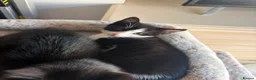 Mixed Breed cats for sale: Beautiful kittens  in Merthyr Tydfil - Advert 10
