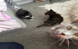 Mixed Breed cats for sale: Gorgeous Kitten - Image 5