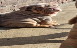 English Bulldog dogs for sale: 💥💥ENGLISH BULLDOG 💥💥 in Manchester - Image 25