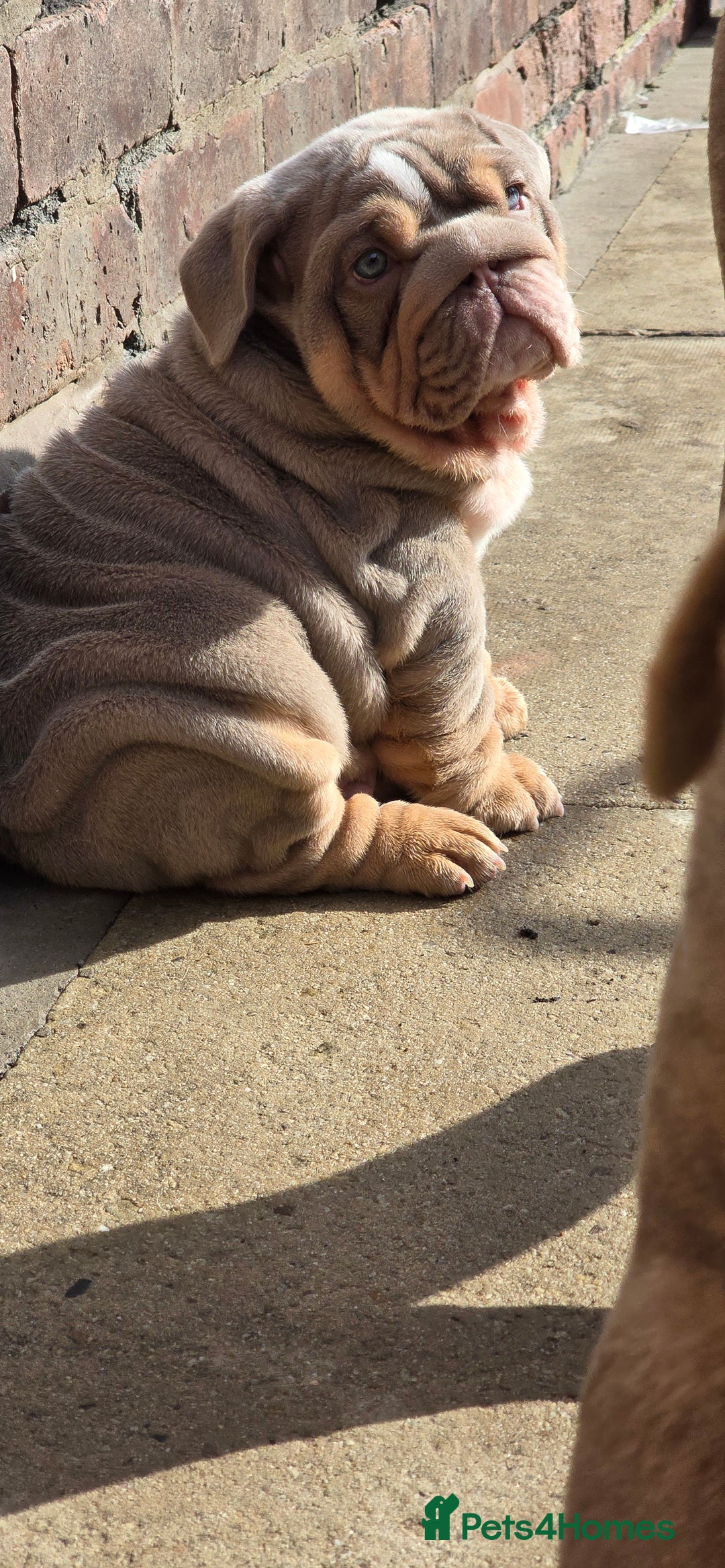 English Bulldog dogs for sale: 💥💥ENGLISH BULLDOG 💥💥 in Manchester - Image 25