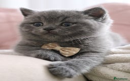 British Shorthair cats for sale: ❤️British Shorthair Kittens GCCF -Ready December  - Image 22