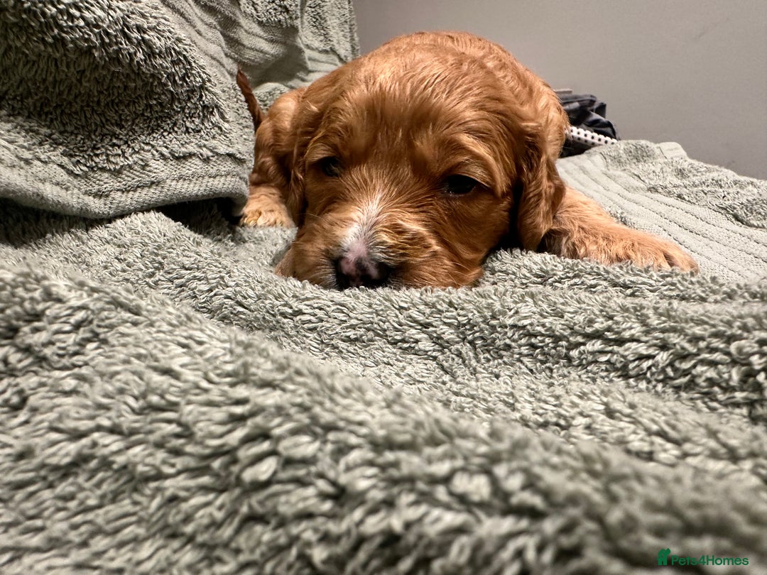 Cockapoo dogs for sale: Beautiful tiny cockapoos!  - Image 3