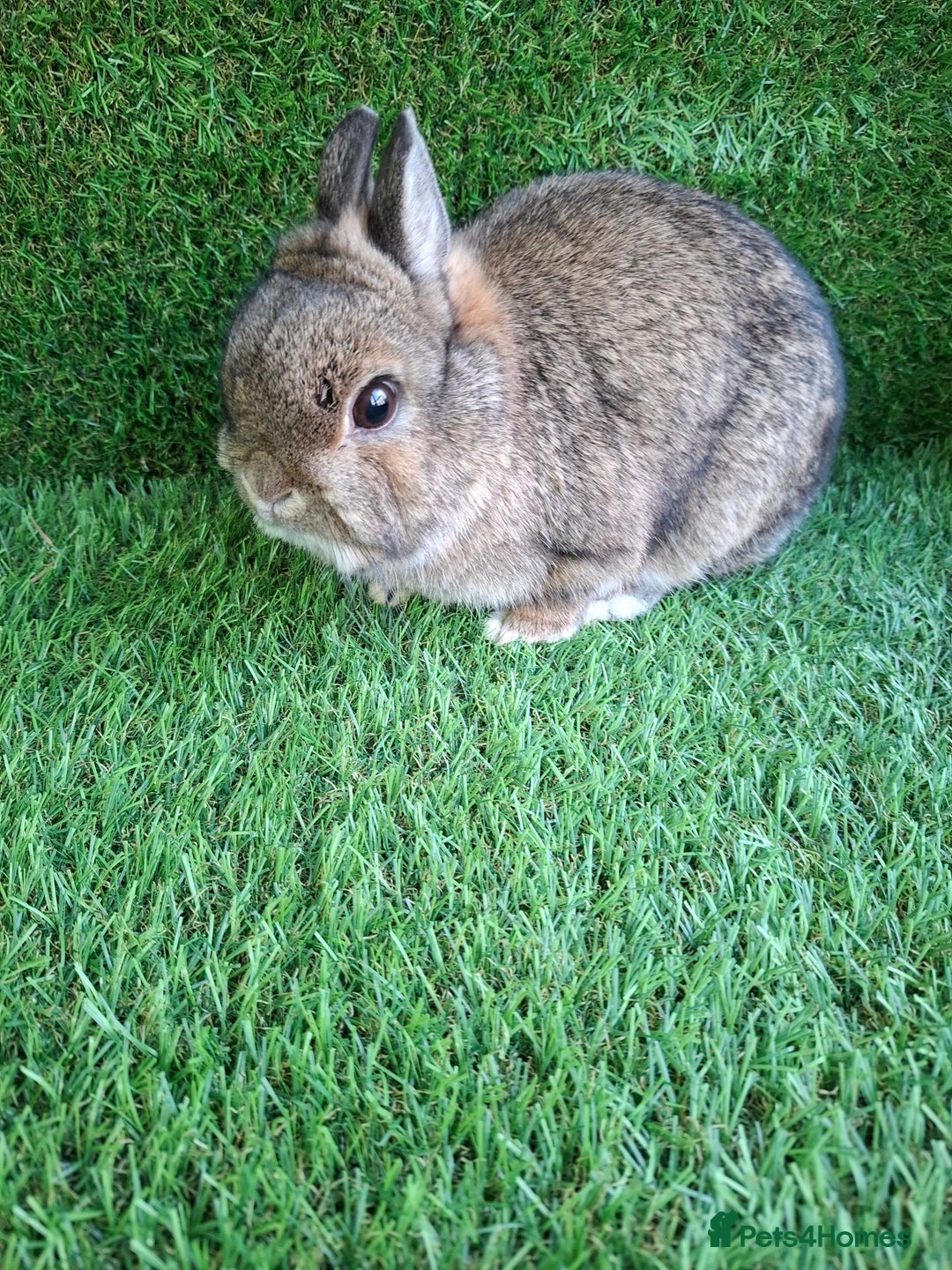 Netherland Dwarf rabbits for sale: QUALITY NETHERLAND DWARF - Advert 5
