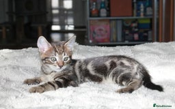 Bengal cats for sale: Adorable, affectionate, so cute kittens for sale!! - Image 5