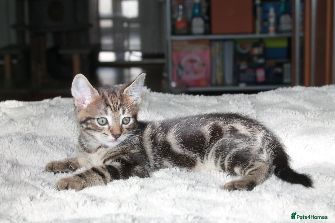 Bengal cats for sale: Adorable, affectionate, so cute kittens for sale!! - Image 5