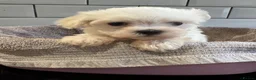 Maltese dogs for sale: Maltese Puppies - Advert 27