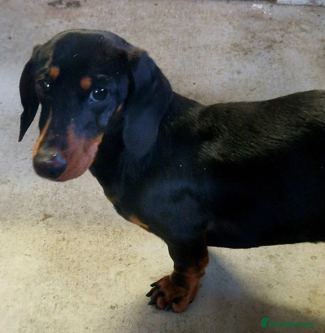 Miniature Dachshund dogs for stud: GLYNFELIN JACK MASTER FUNK miniature dachshund in Swansea - Advert 2
