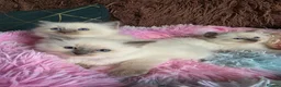 Ragdoll cats for sale: Four Stunning GCCF Registered Girls - Advert 21