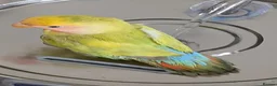 Parrots birds for sale: Intelligent & Ready to Fly Into Your Heart in Basildon - Advert 3
