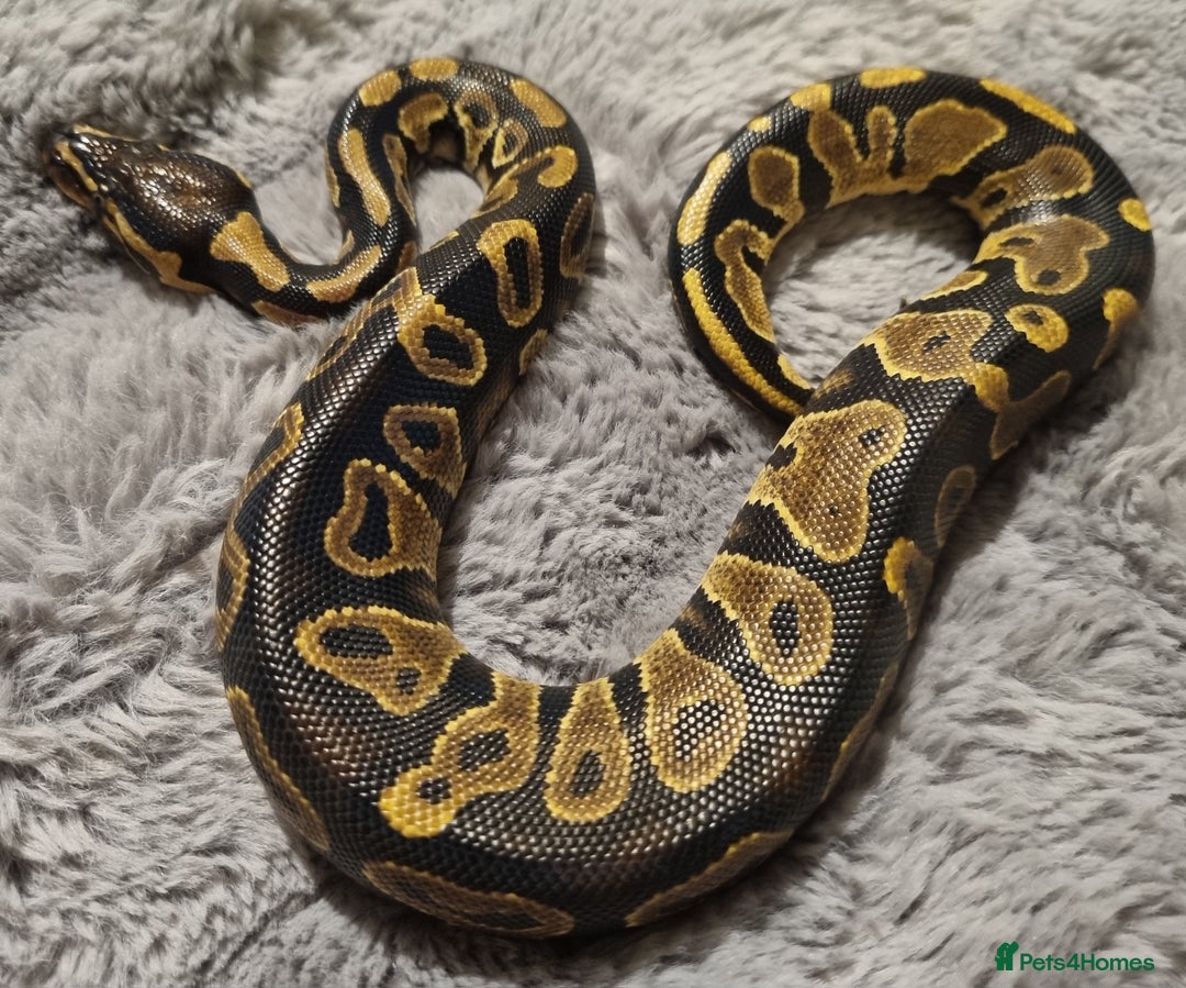 Python Snake reptiles for sale: Male yellow belly het pied - Image 2