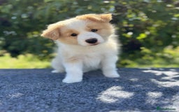 Border Collie dogs for sale: Border Collie puppies looking their 5 ⭐️ home - Image 3