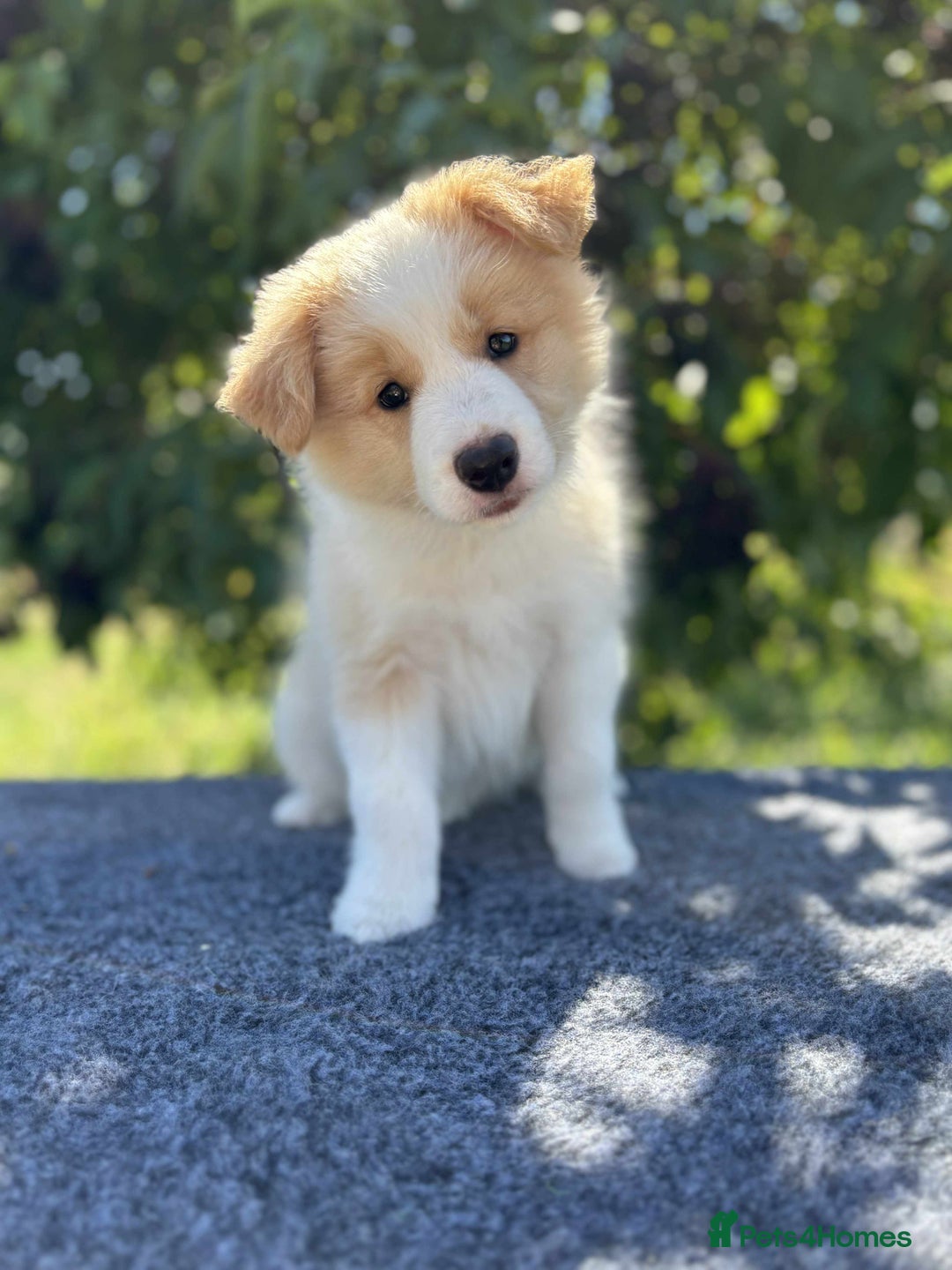 Border Collie dogs for sale: Border Collie puppies looking their 5 ⭐️ home - Image 3