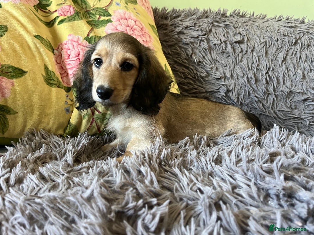 Miniature Dachshund dogs for sale: KCreg Mini Long Haired Dachshund LAST GIRL - Image 21