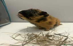 Guinea Pig rodents for sale: 4x male Guniea pigs  - Advert 4