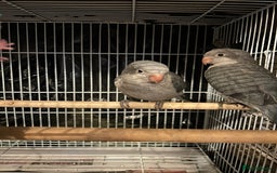 Budgerigars birds for sale:  Two Adorable Blue-Grey Baby Quaker Parrots - Image 2