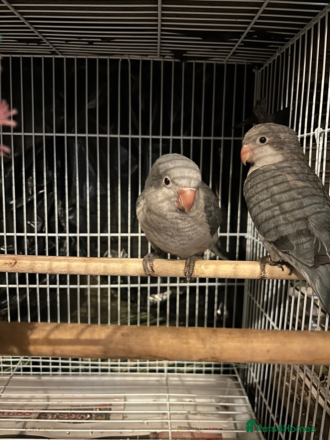 Budgerigars birds for sale:  Two Adorable Blue-Grey Baby Quaker Parrots - Image 2