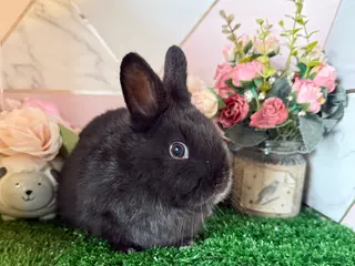 Mini Lop rabbits Baby mini breed cross girl bunny - Advert 5