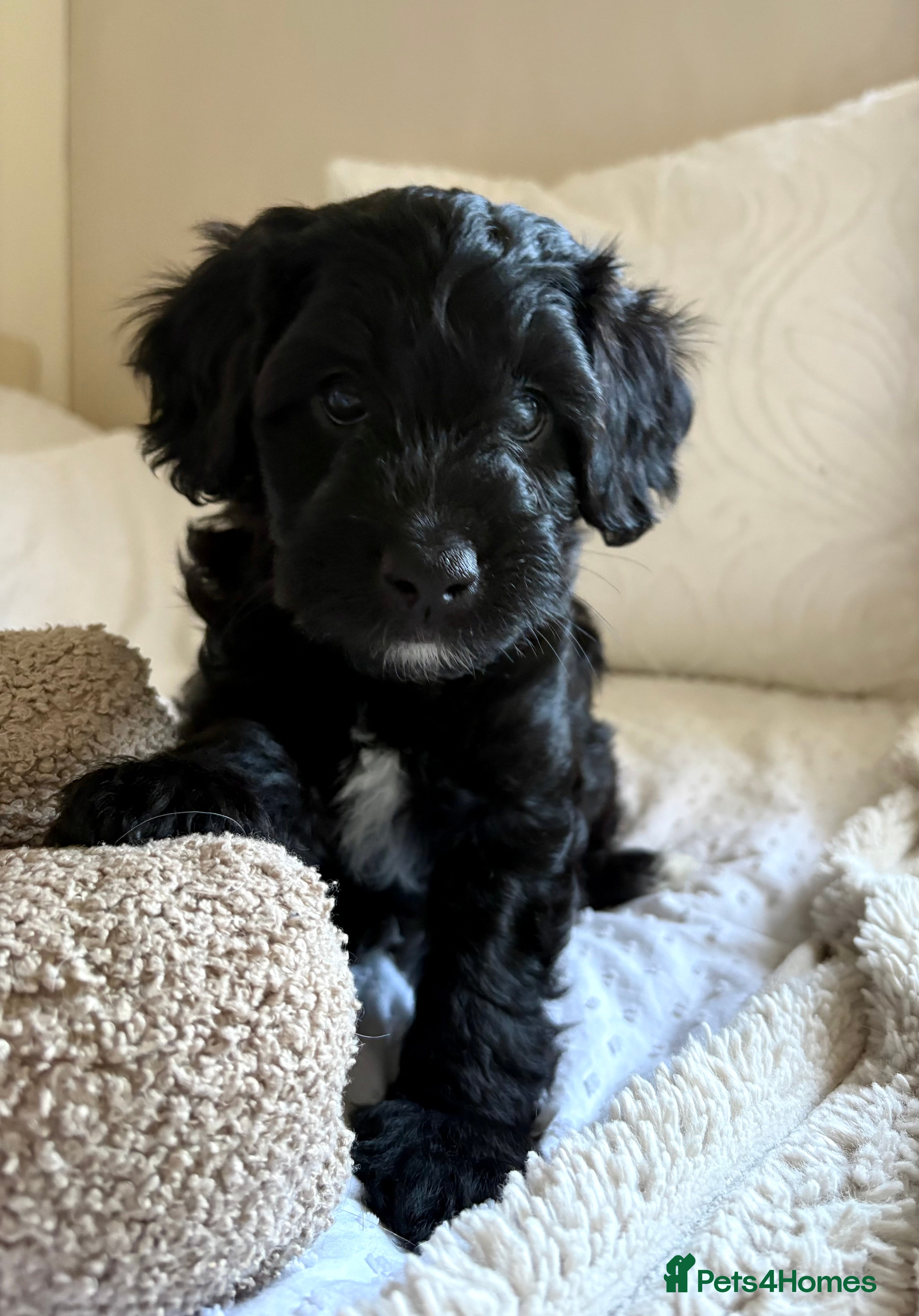 Mixed Breed dogs Miniature Poodle Cross Puppies – Family Raised - Advert 2