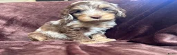 Cockapoo dogs for sale: Cockerpoo Puppies - Advert 4