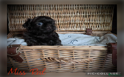 Shih Tzu dogs for sale: Stunning KC chocolate imperial Shihtzu puppies - Image 14