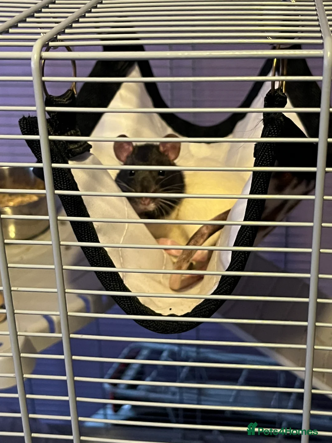 Rat rodents for sale: Rats for rehoming - Advert 7