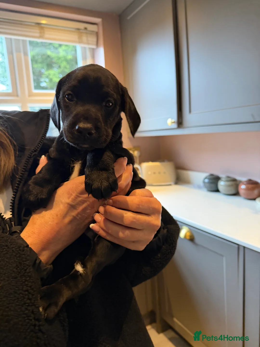 Mixed Breed dogs for sale: Doberman x spaniel puppies  - Advert 2