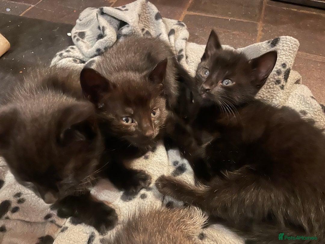 Mixed Breed cats for sale: Russian blue cross black and tabby kittens  - Advert 6