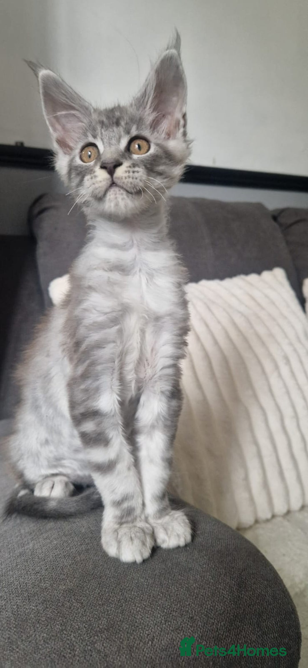 Maine Coon cats for sale: Beautiful GCCF Mainecoon kittens  - Image 21
