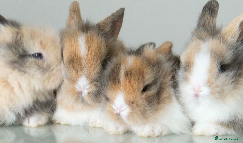Lionhead rabbits Quality Double-maned Lionhead Rabbits 🐰 - Advert 12
