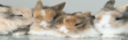 Lionhead rabbits for sale: *Reduced* Quality Double-maned Lionhead Rabbits - Advert 10