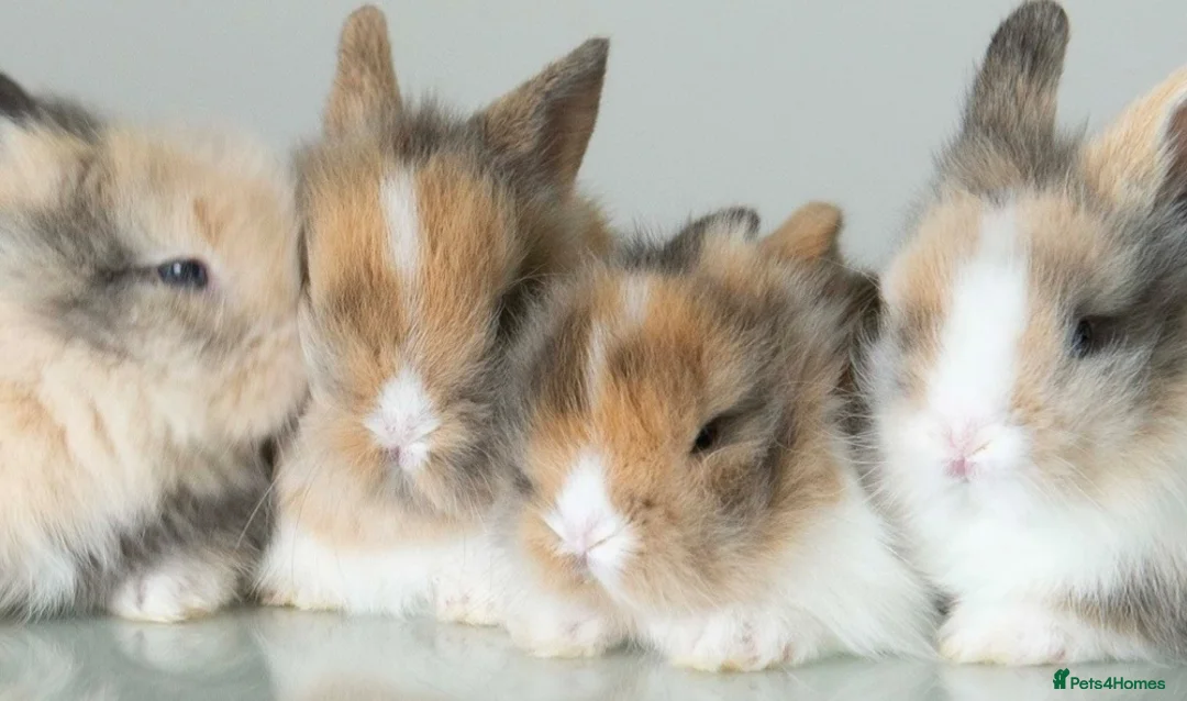 Lionhead rabbits for sale: *Ready Now* Double-maned Lionhead Rabbits 🐰 - Advert 2