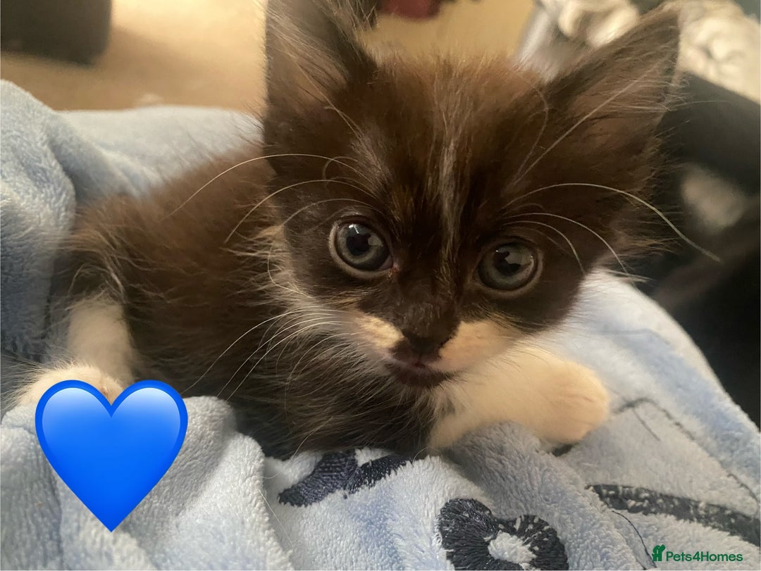 British Shorthair cats for sale: 4 little sweethearts - Image 3