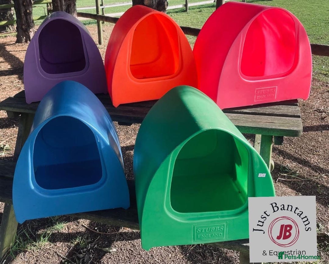 Mixed Breed poultry for sale: Hen & Chicken Boarding, Holidays, Pet Sitting  - Advert 2