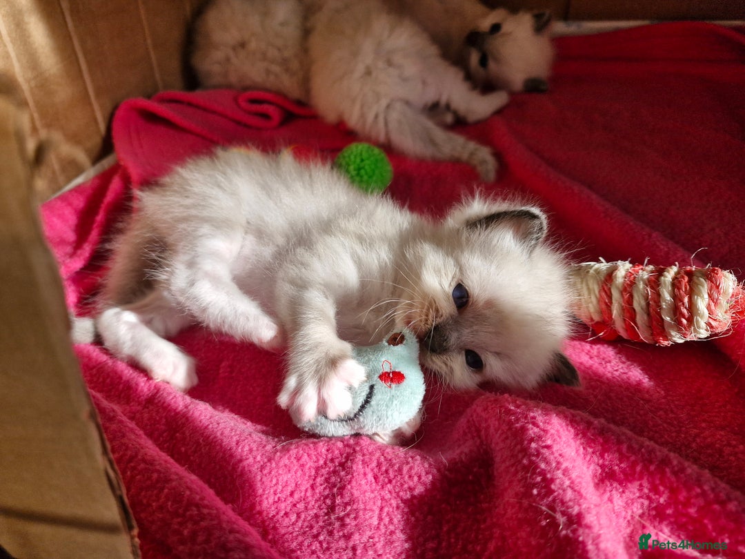Ragdoll cats for sale: Ragdoll Kittens Available  - Image 17