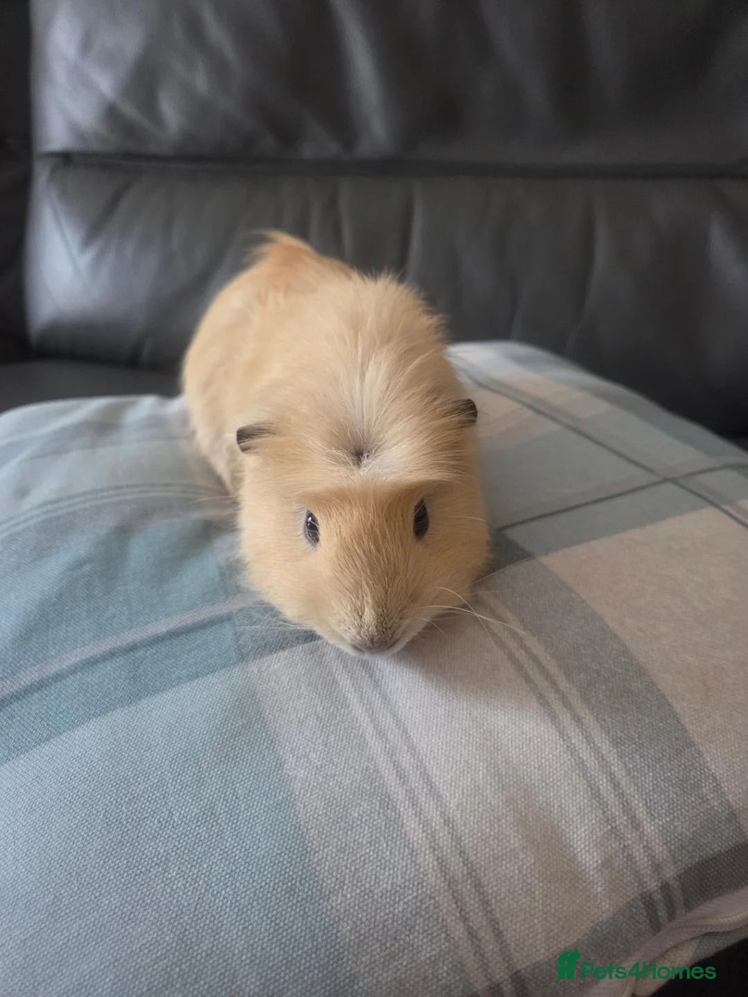 Guinea Pig rodents for sale: 2x Male Guinea pigs, both 7 months old - Advert 2