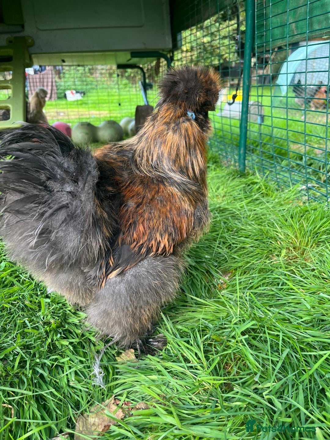 Chickens poultry for sale: Two beautiful silky males - Image 5