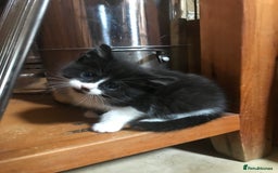 Mixed Breed cats for sale: 2 beautiful kittens  - Image 25