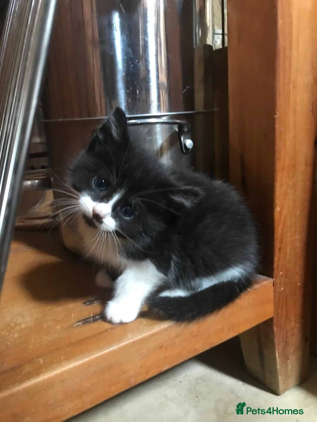 Mixed Breed cats for sale: 2 beautiful kittens  - Image 25