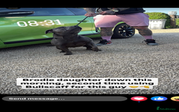 Staffordshire Bull Terrier dogs for sale: Beautiful blue staffy pups excellent pedigree  - Image 33