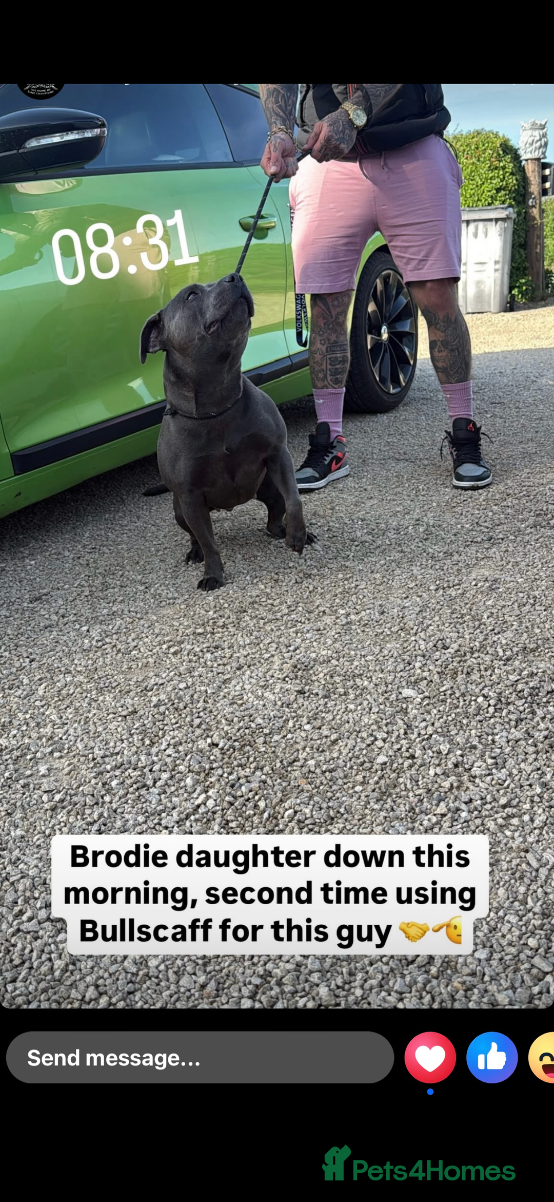Staffordshire Bull Terrier dogs for sale: Beautiful blue staffy pups excellent pedigree  - Image 33