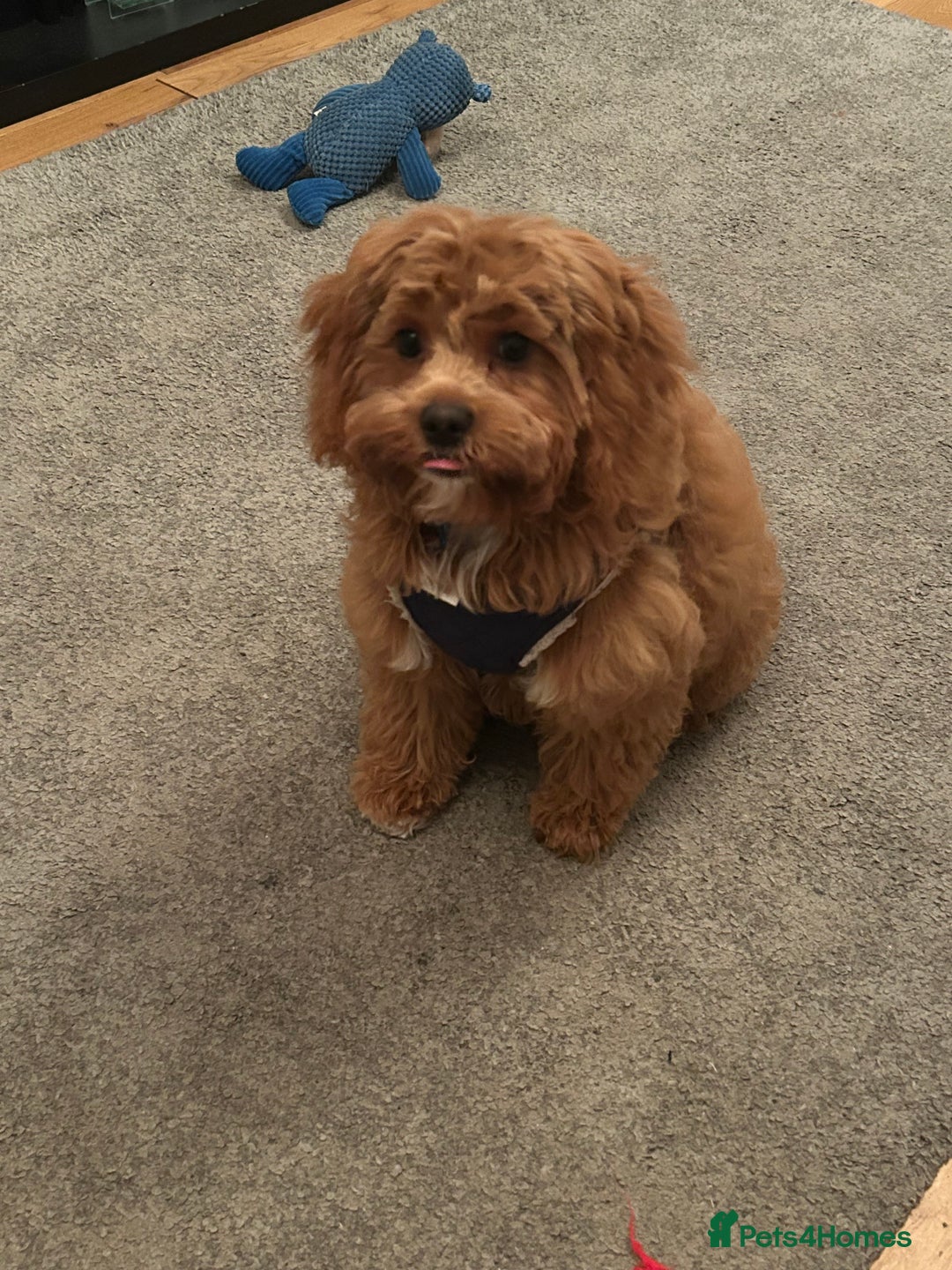 Cavapoo dogs for sale: Rehoming a Cavapoo boy 5 months old - Advert 3