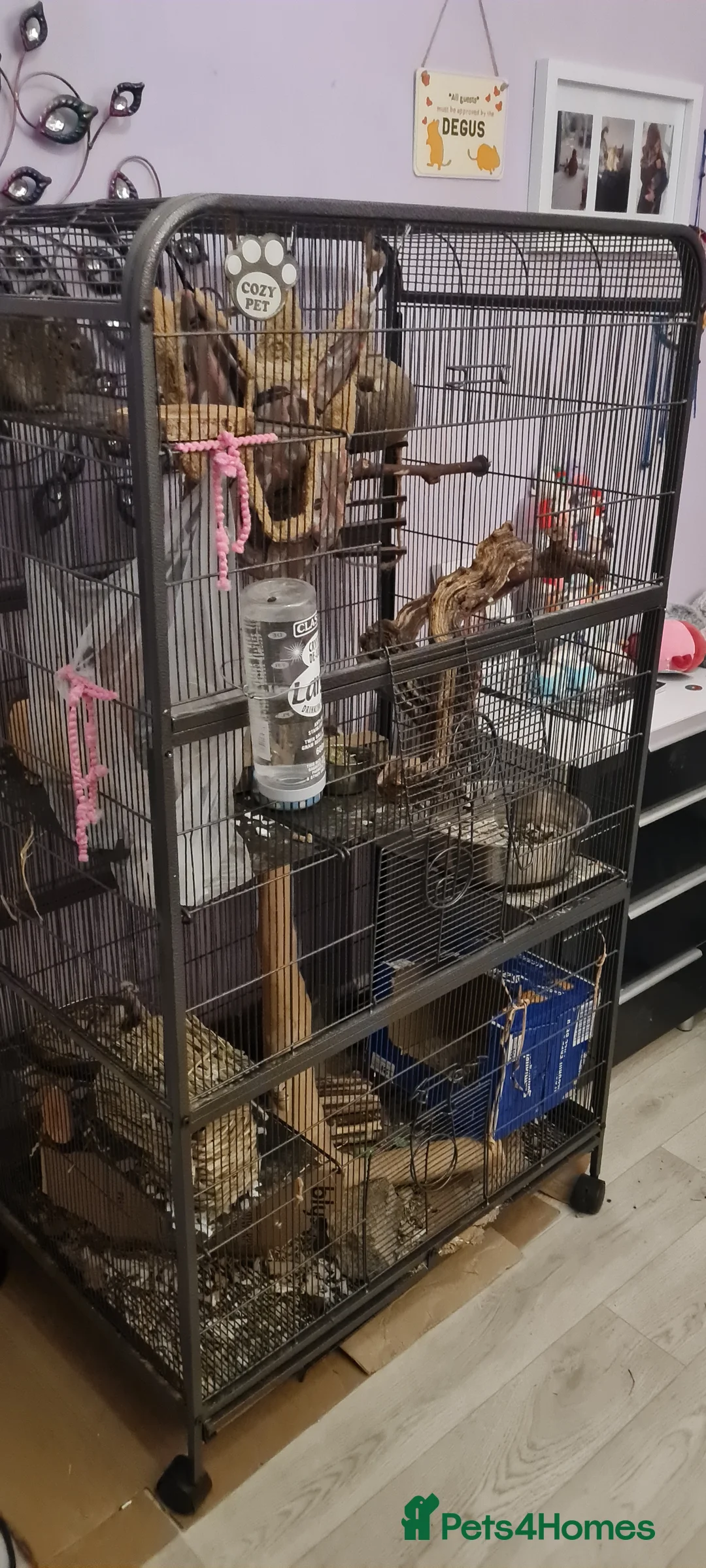 Degus rodents for sale: 3 young male Degus and whole cage set up for sale in Weymouth - Advert 3